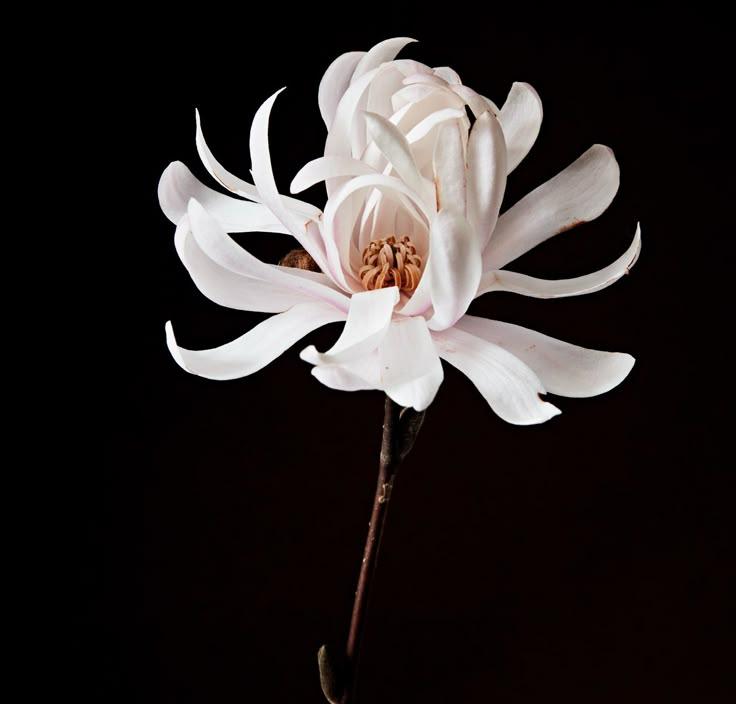 Opal Meadow Ridge workshop space where corporate flower arrangements are designed and prepared for business delivery